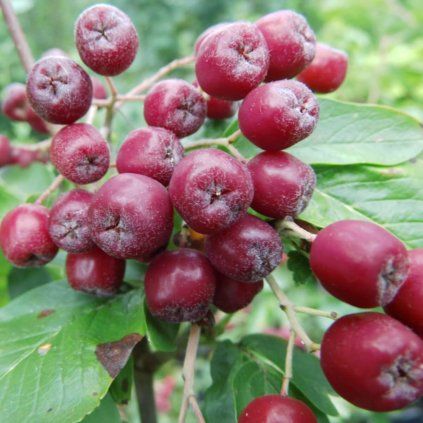 Plantex Drobne ovocie aronie Jarabino aronia burka