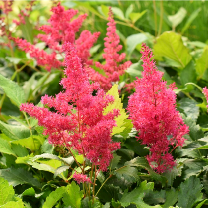 Astilbe x arendsii 'Astary Rose Red Shades