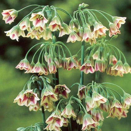 allium nectaroscordum siculum p2889 35441 image