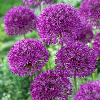 purple sensation