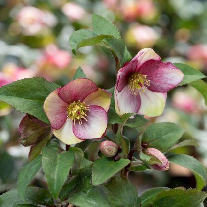 Helleborus x glandorfensis Ice N Roses® Dark Picotee Hellebore Bloom scaled