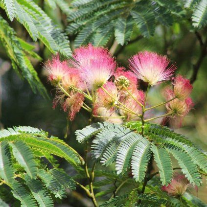 albizia julibrissin1