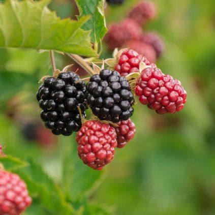 berry 3513546 1280