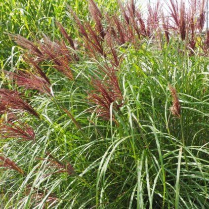 miscanthus sinensis red chief (2) (1)