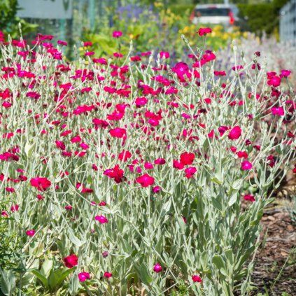 lychnis coronaria atrosanguinea 4