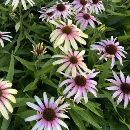 Echinacea purp Fountain Pink Eye web 1
