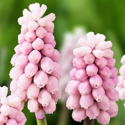 Cibuloviny Modrica Muscari Pink Sunrise