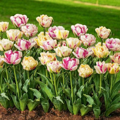 pol pl Tulipan Pelny Pozny Tulipa Double Shake 5 szt 7521 1 Photoroom