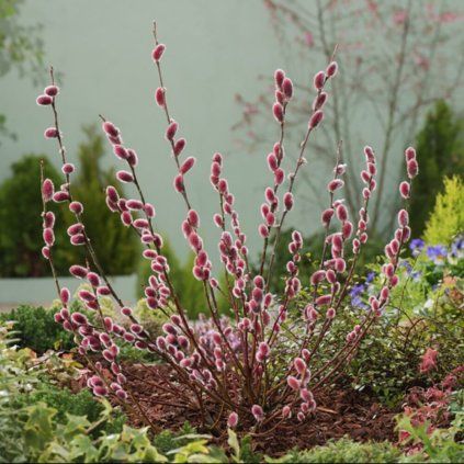 smalkirbulu karkls mount aso salix gracilistyla p12 kont