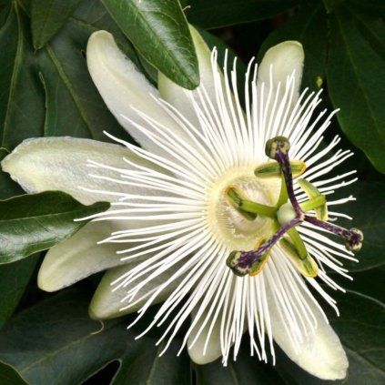 passiflora caerulea constance elliott 14775 p
