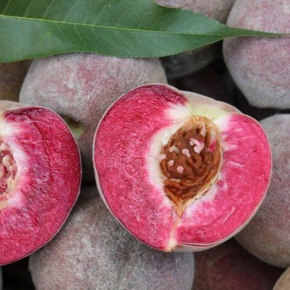 BROSKYŇA VINOHRADNÍCKA - PODPNÍK SEMENÁČ