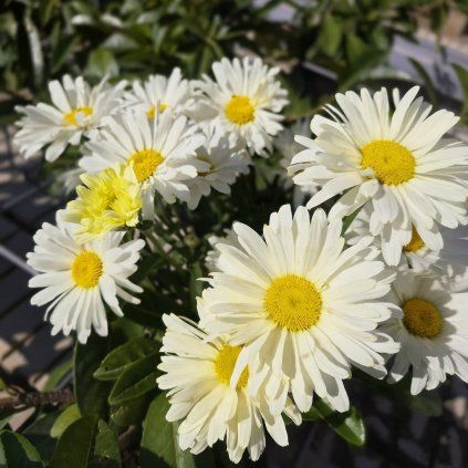 Shasta daisies