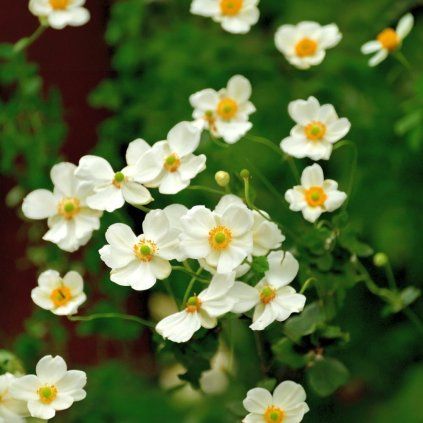white Photoroom (3)