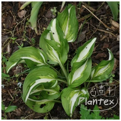 HOSTA - STING
