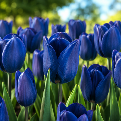 modrý tulipán