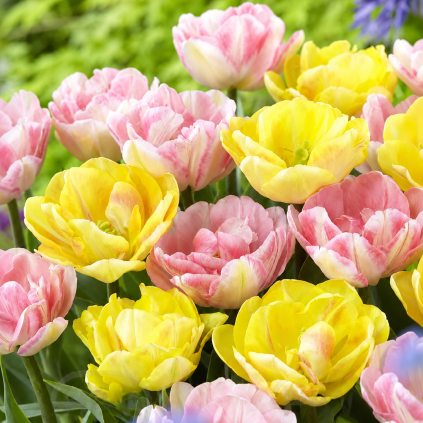 fdfdfdffdfdf