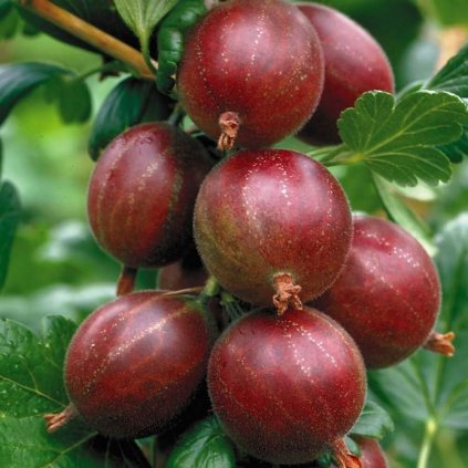 Drobné ovocie, egreše - Egreš Hinnonmaki Rot stromček