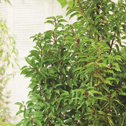 Prunus lusitanica 'Angustifolia'