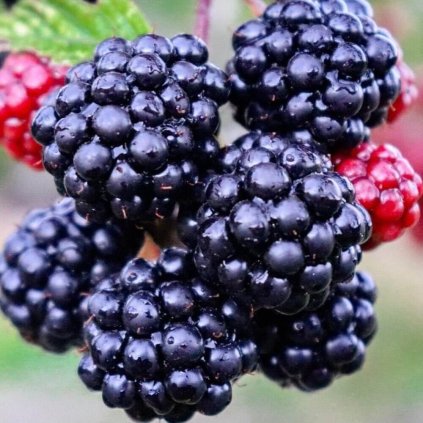 Drobné ovocie - Černica beztŕňová tripple crown