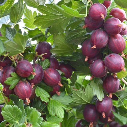 Drobné ovocie, egreše - Egreš Spinefree ker