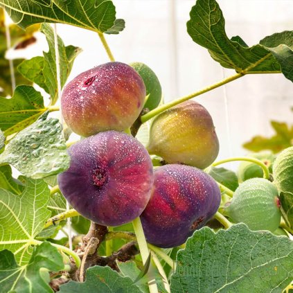 Ficus carica ‘Little Miss Figgy (1) (1)