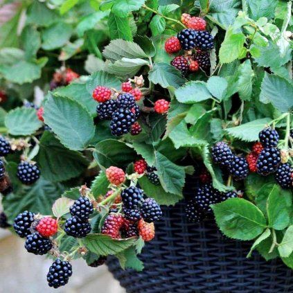 cernica blackj cascade do crepnika plantex vesele