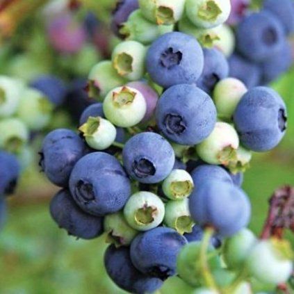 Drobné ovocie, čučoriedky - Čučoriedka Hortblue Petite dva krát rodiaca
