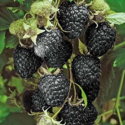 Malina Black Jewel