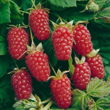 Malina Loganberry