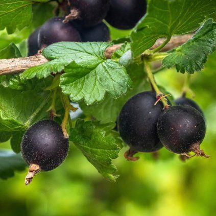 Drobné ovocie, egreše - Josta Ríbezľa Egreš ker