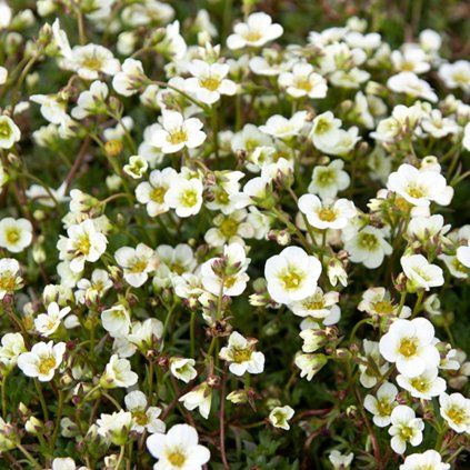 Saxifraga Limerock slovensketrvalky 3