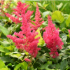 Astilbe x arendsii 'Astary Rose Red Shades
