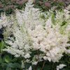 Astilbe x arendsii 'Astary White'
