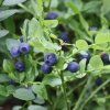 2428 Myrtille Sauvage Vaccinium myrtillus Graines