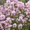 Lavender Rosea.jpg