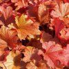 HEPA 2 Heuchera Paprika DSC00461.1491334227 (2) (1)
