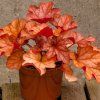 Heuchera Paprika1 big (1)