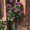 Minerva Floribunda Standard Garden Rose 22 05 scaled (1)
