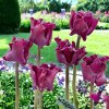 TULIPÁN CROWN OF NEGRITA (5 CIBÚĽ) Plantex