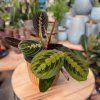 MARANTA REBERNATÁ FASCINATOR Plantex