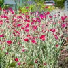 lychnis coronaria atrosanguinea 4