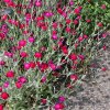 lychnis coronaria atrosanguinea ofwel prikneus