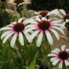 echinacea purpurea fountain pink eye Photoroom (1)