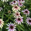 Echinacea purp Fountain Pink Eye web 1