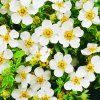 Potentilla weiß