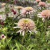 white Photoroom (11)