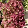 hydrangea paniculata petite cherry couharie pbr 2222 p