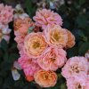blur Photoroom (2)