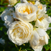 Klosterrose
