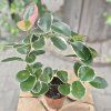 hoya